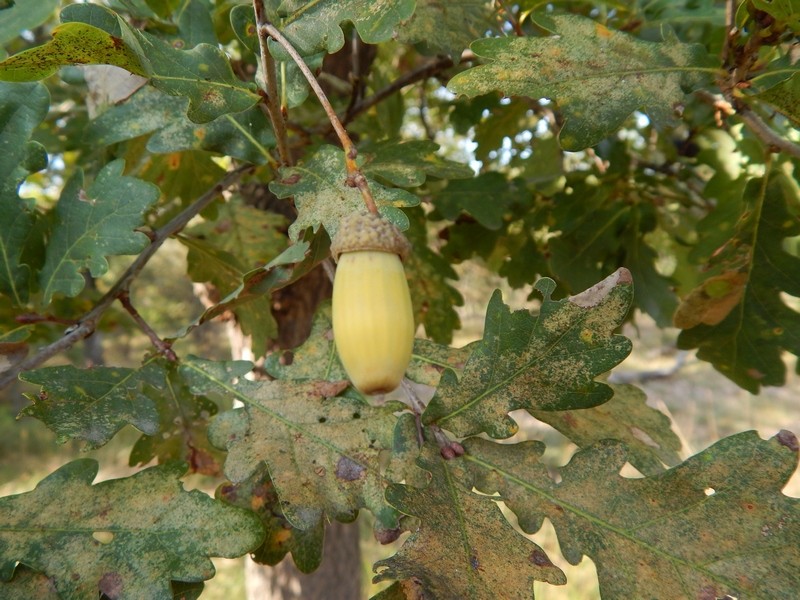 Che tipo di quercia?